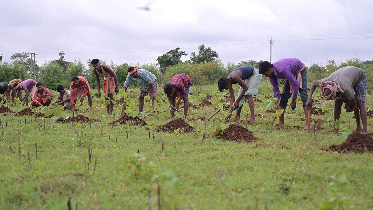 Des hommes indiens plantant des arbres.