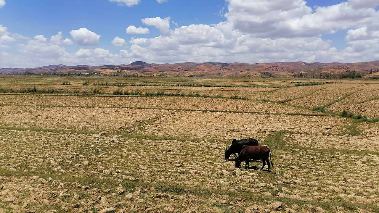 Madagascar, rizière asséchée dans le bassin versant.