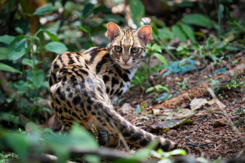 Un bebé leopardo indochino en el suelo de un bosque de Tailandia.