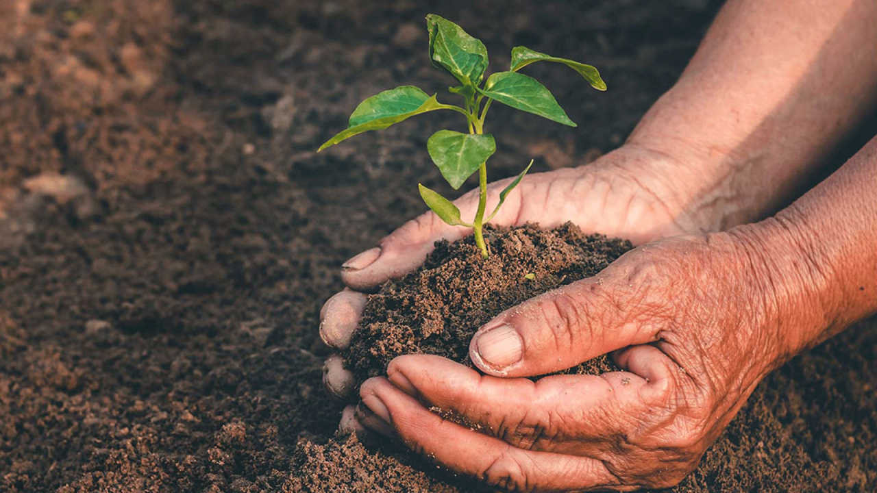 Hands placing a small plant in soil. 