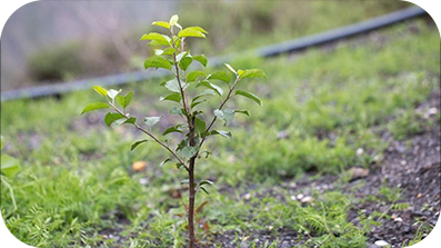 Close up view of a young tree.
