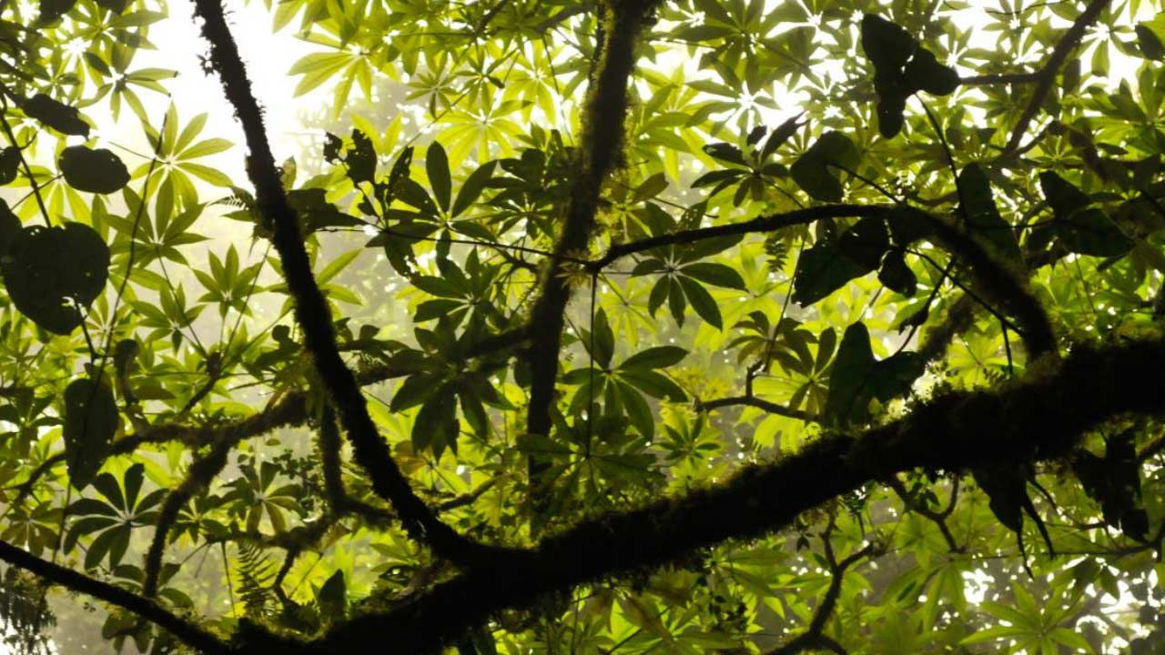 Ramas y hojas en los árboles.