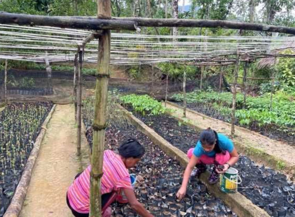 Dos mujeres cuidan las plántulas en un sitio de restauración de árboles de Puerto Princesa. 