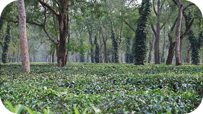 Plantes denses avec quelques arbres poussant autour. 