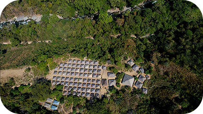 Vista aérea de una plantación de árboles.
