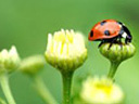 ENVIRONMENTAL RESPONSIBILITY