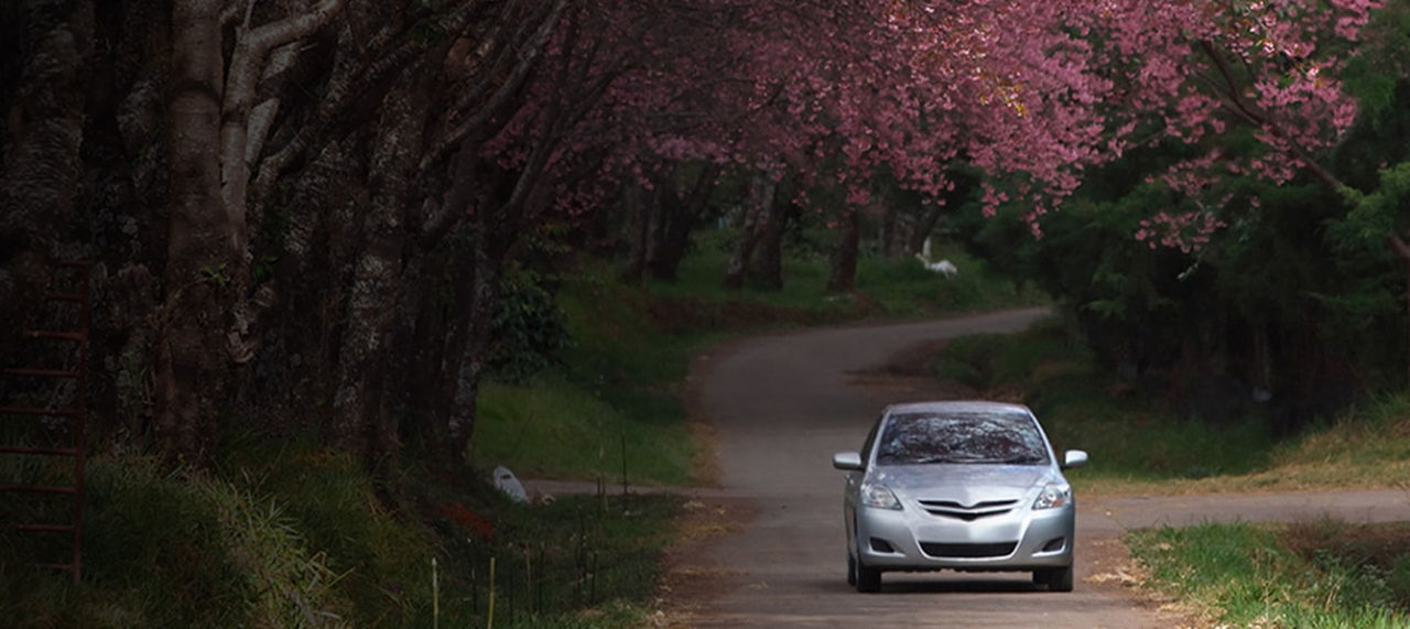 malé auto na silnici s třešňovými květy