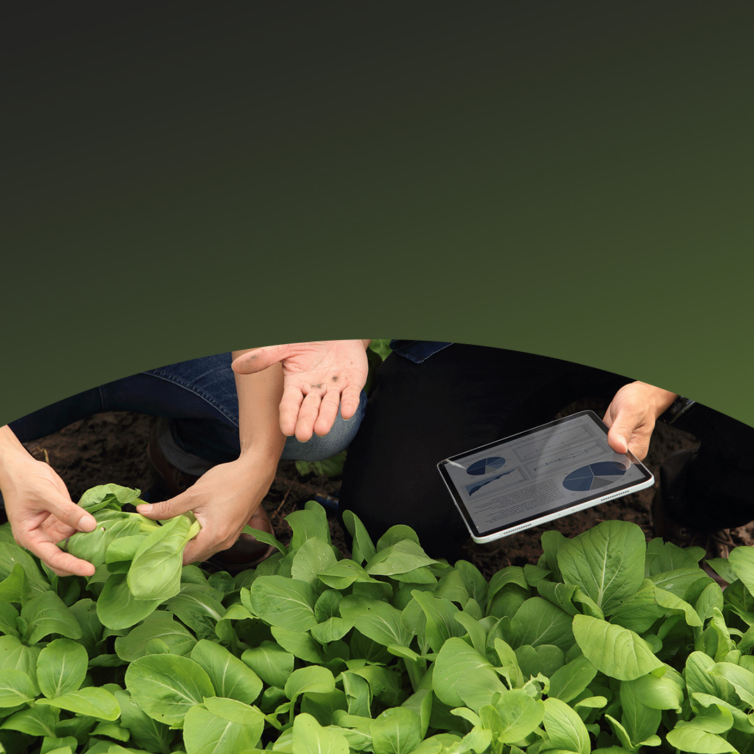 Zwei Personen überprüfen Pflanzen und sehen sich Statistiken auf einem Tablet an.