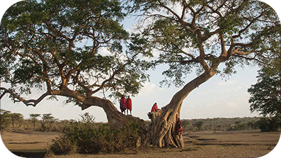 Three people standing on a large tree.