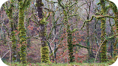 Forest of trees covered in moss.