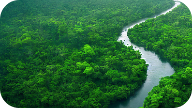 Vue aérienne d'une rivière traversant une forêt dense