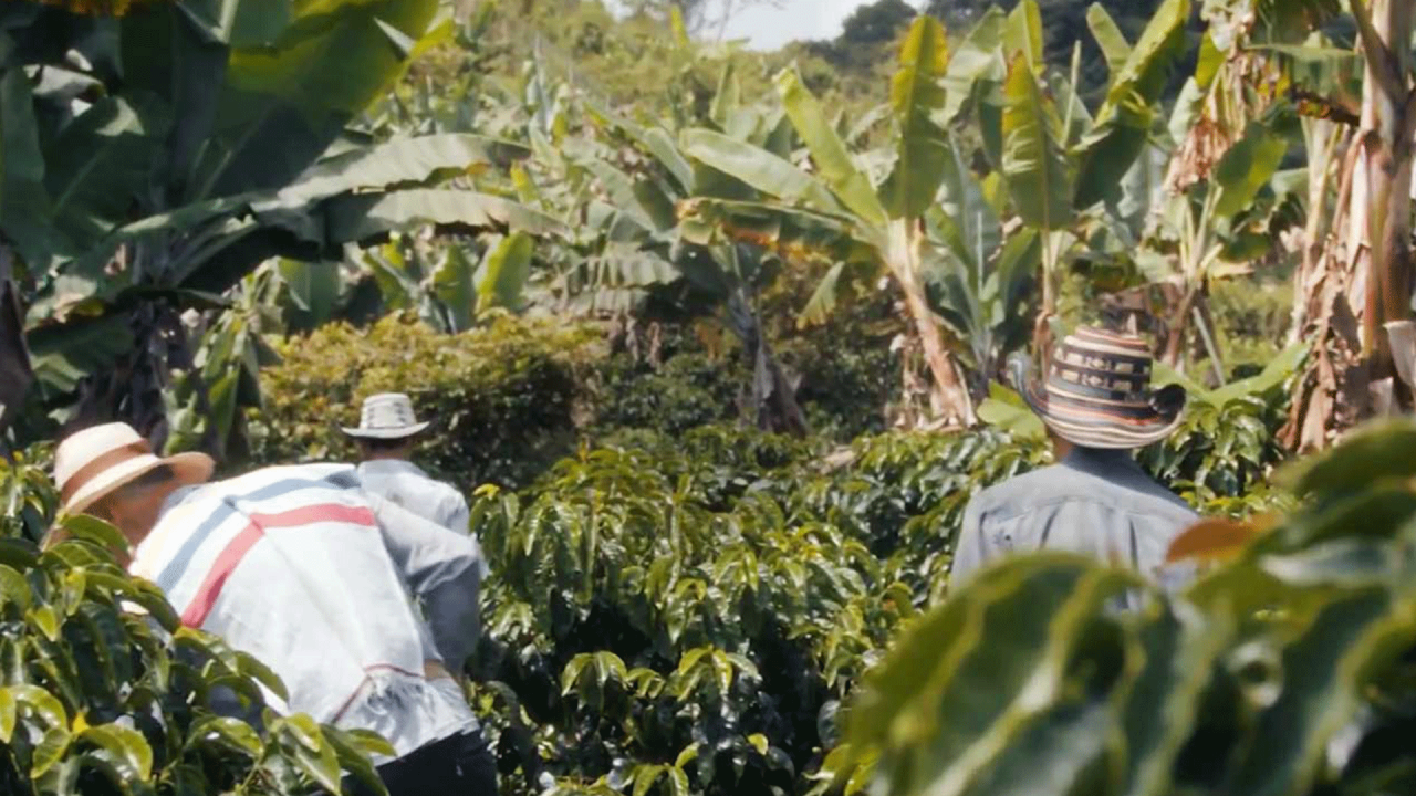 Trois hommes se promenant au milieu des arbres.