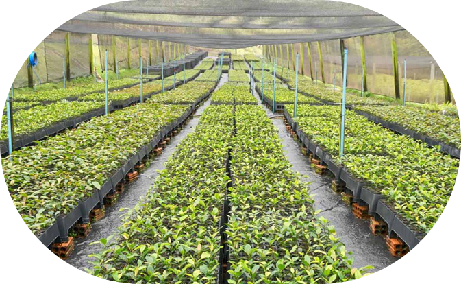 De longues rangées de plantes dans une grande serre.