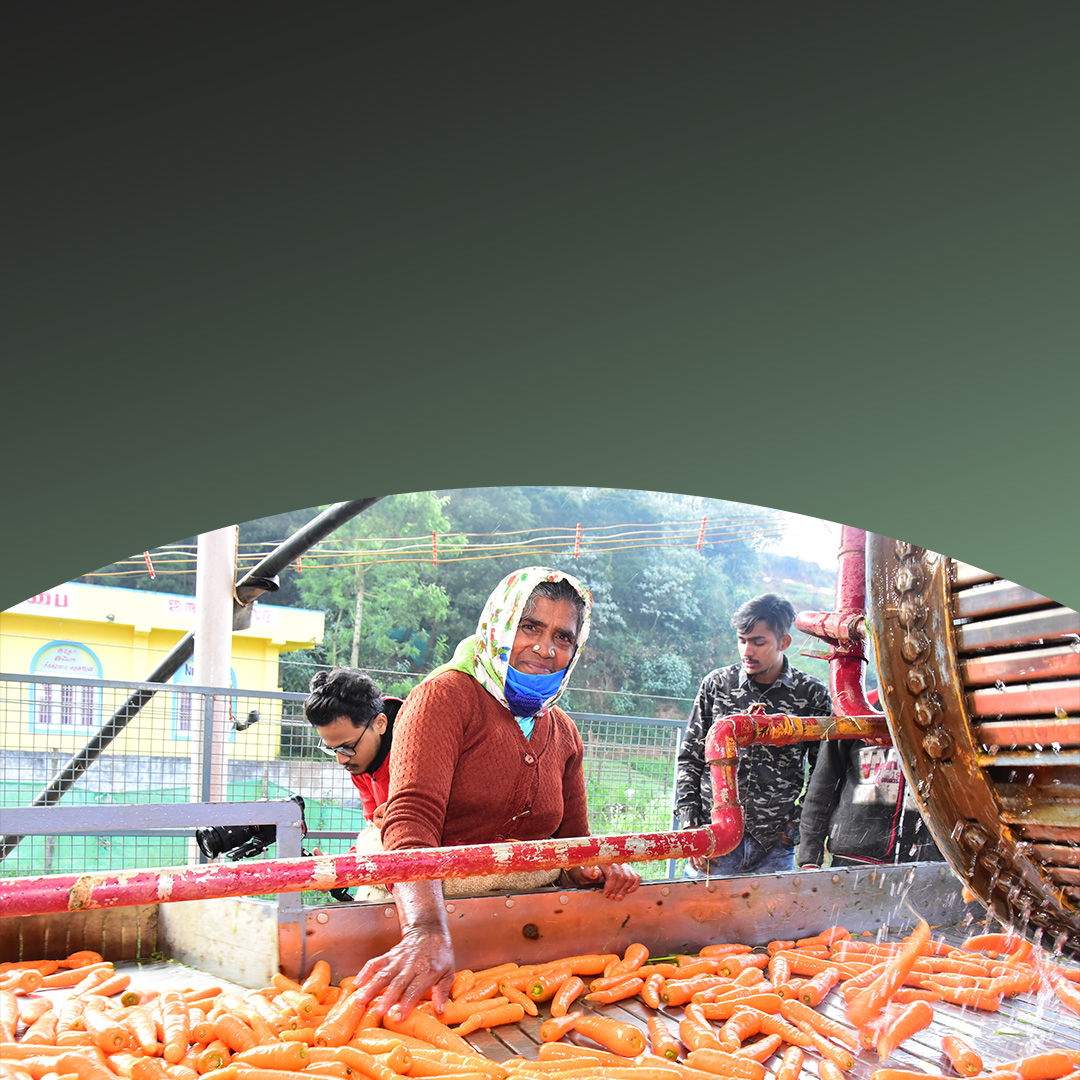 Une femme travaillant avec une machine à laver les carottes.