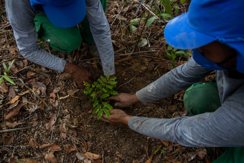 Two forestry workers plant a sapling.