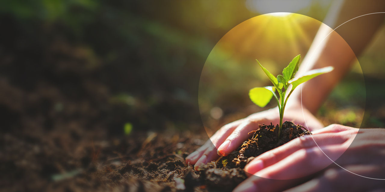 A small plant being planted.
