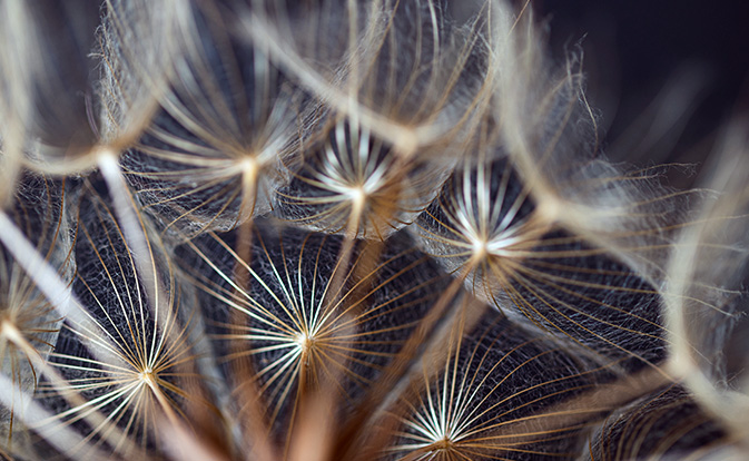 A close-up of a dandelion puff, showcasing delicate white seeds ready to disperse in the wind.
