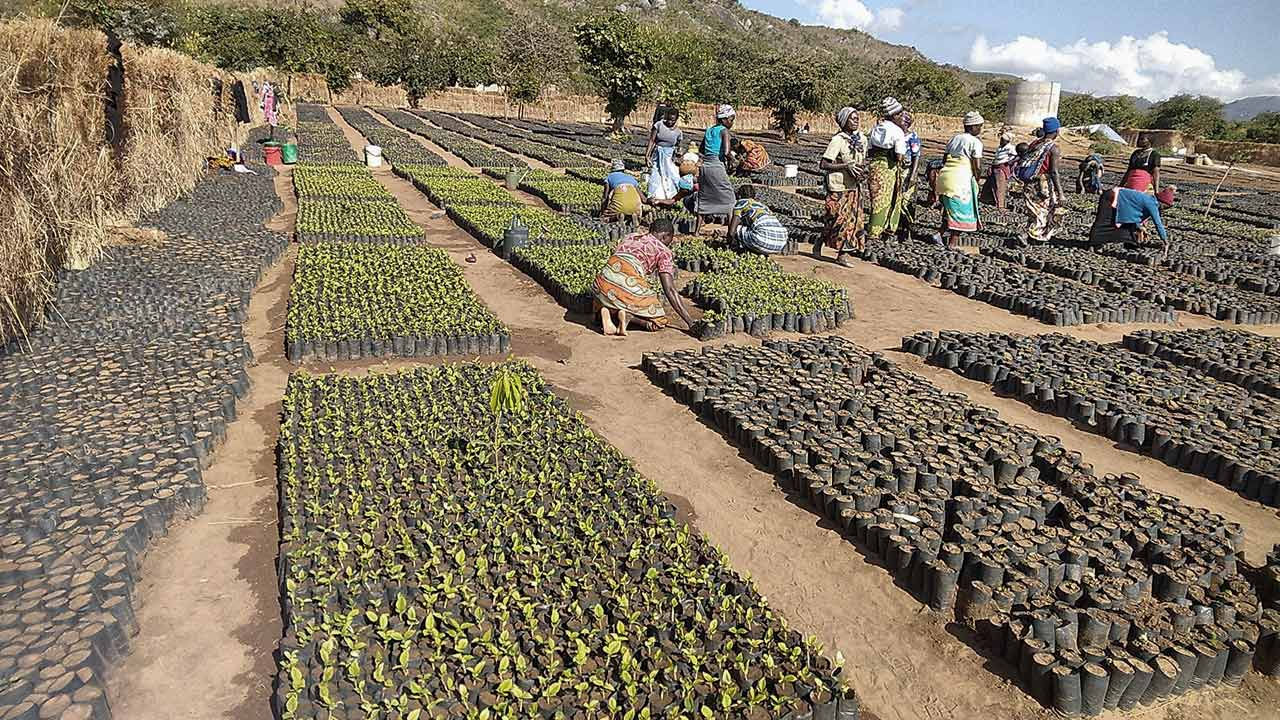 People working in a tree nursery.