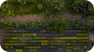 Aeriel view of a tree plantation.