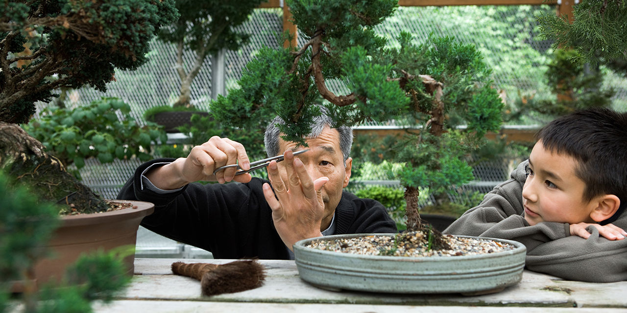 盆栽を整えている男性とそれを見ている少年