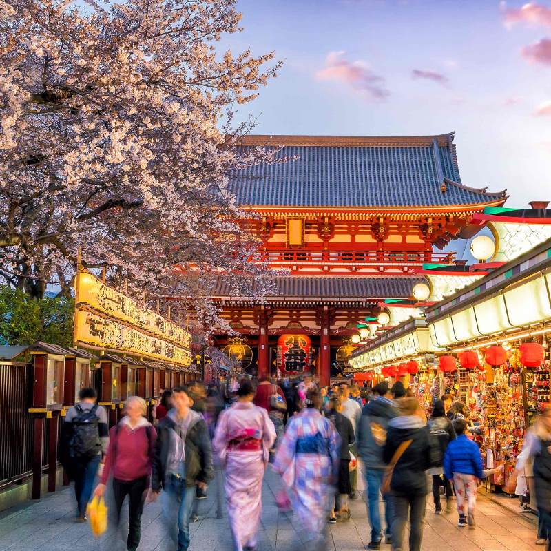 People walk through a Tokyo alley in front of a temple and beneath cherry blossoms. 
