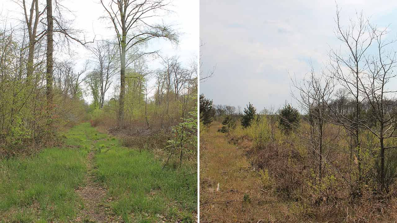 Pădurea Chantilly, Oise, Franța.