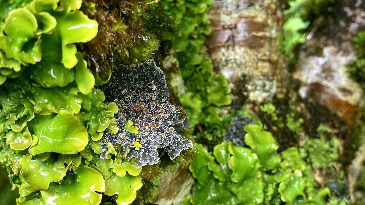 Licheni plați cu ochi roșii de tip „lungwort”.