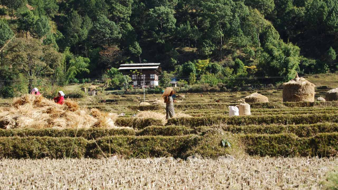Район Дарджилинг, Индия.