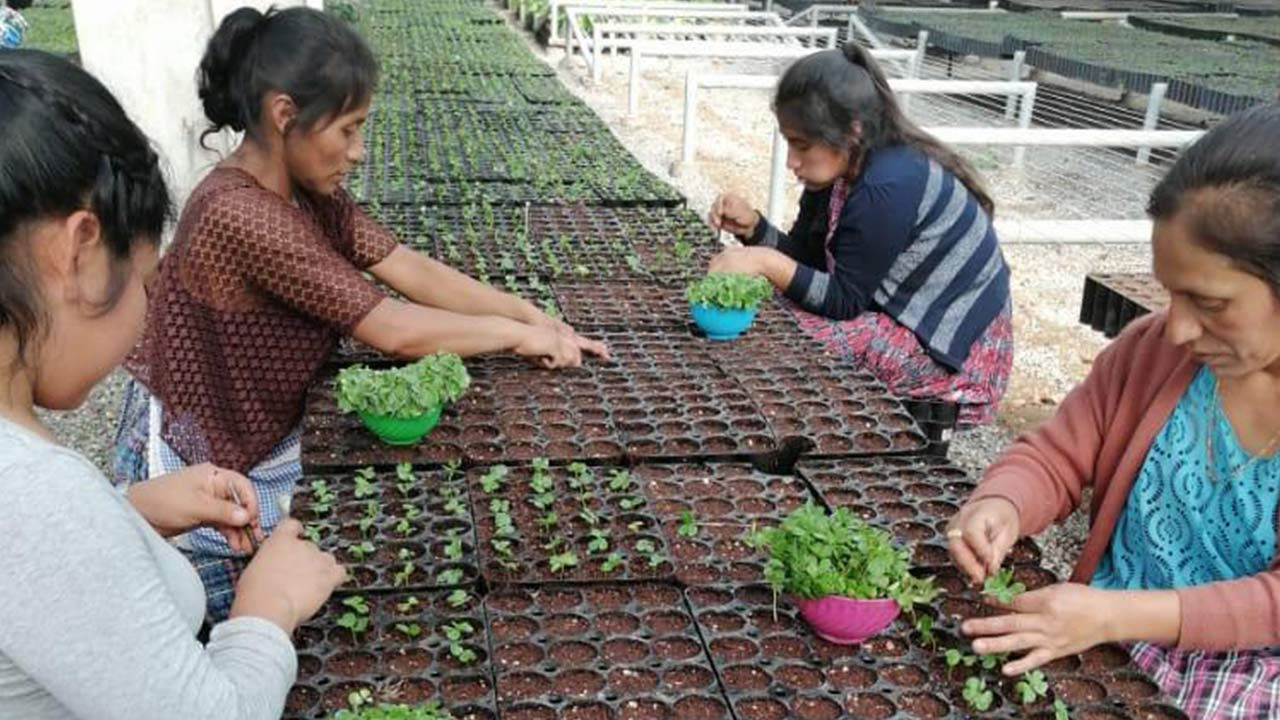 Женщины работают в лесном питомнике.