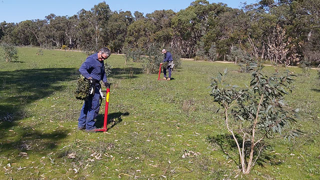 أعضاء Greening Australia يغرسون الأشجار.