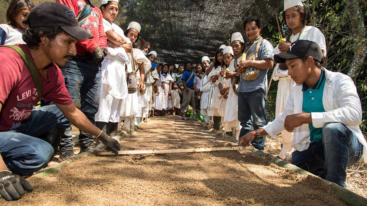 زراعة الأشجار.