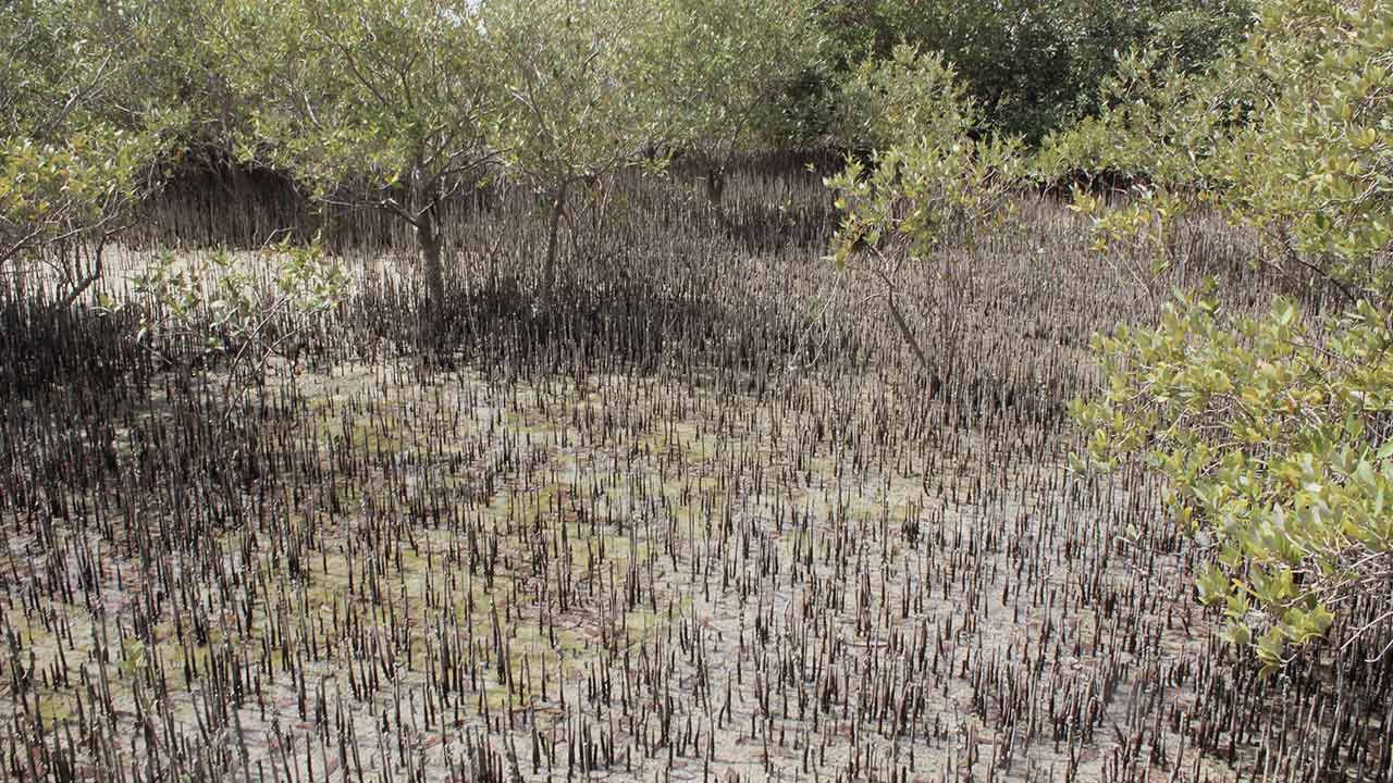 المشهد البحري الساحلي لدولة الإمارات.