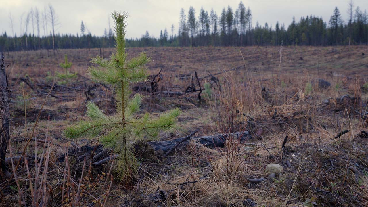 المنطقة المتضررة من حرائق الغابات، كندا.