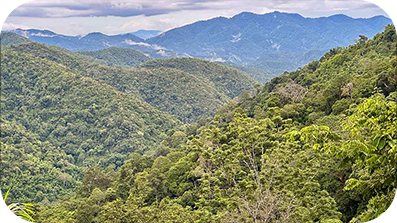 Landscape view of hills covered in dense forest.