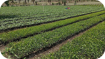 Long rows of plants in a field.