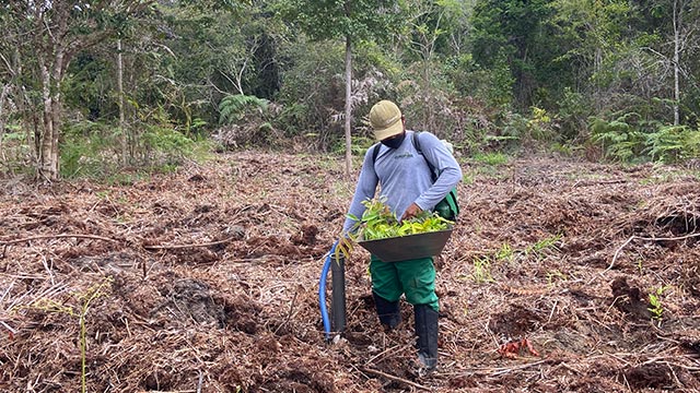 Planting trees, Brazil