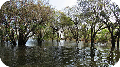 Des arbres qui poussent hors de l'eau.