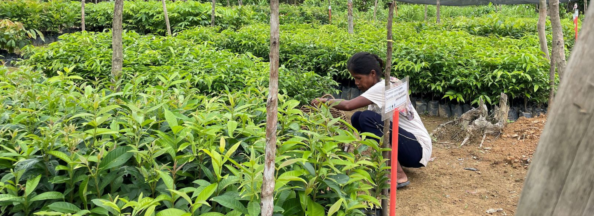 A woman tends to saplings in a Puerto Princesa tree restoration project in the Philippines.