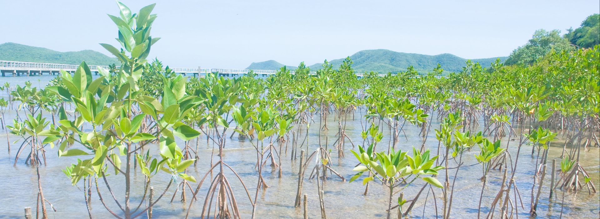 Growing a tree doesn’t stop at planting: Why tracking long-term survival matters Growing a tree doesn’t stop at planting: Why tracking long-term survival matters