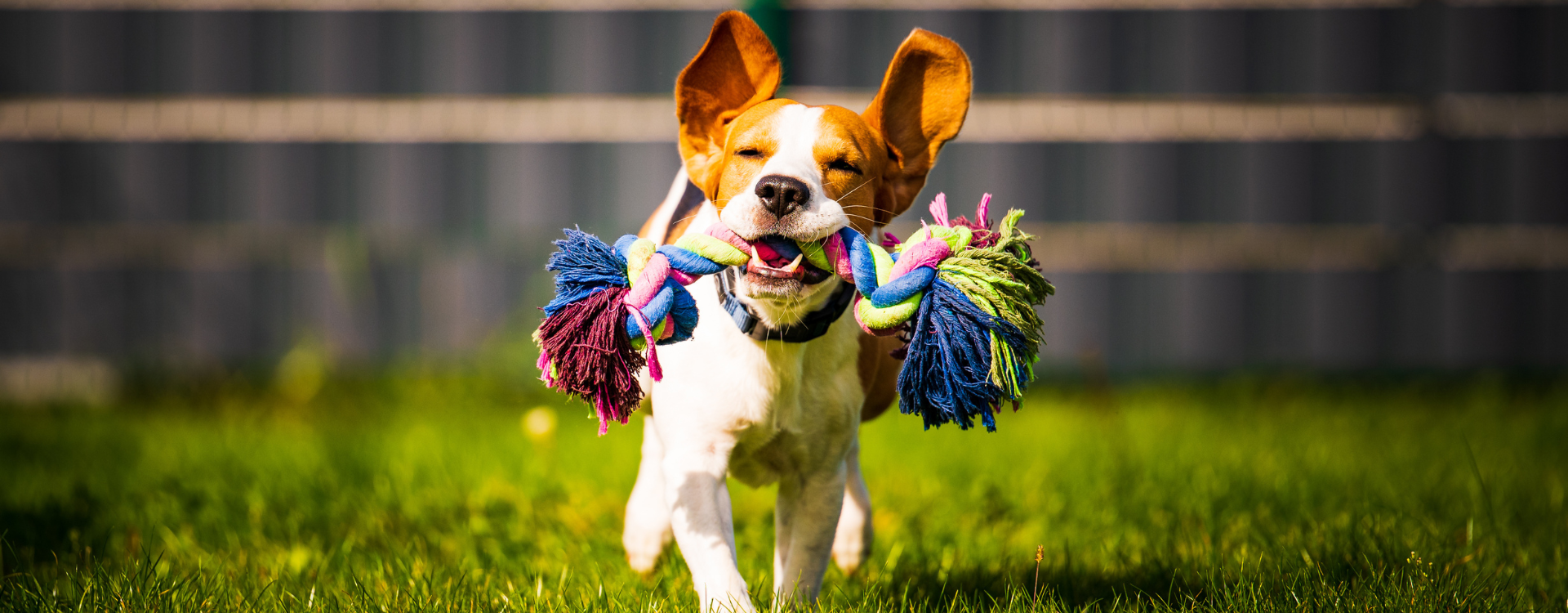 A dog with a colorful toy in his mouth runs across a green field. 