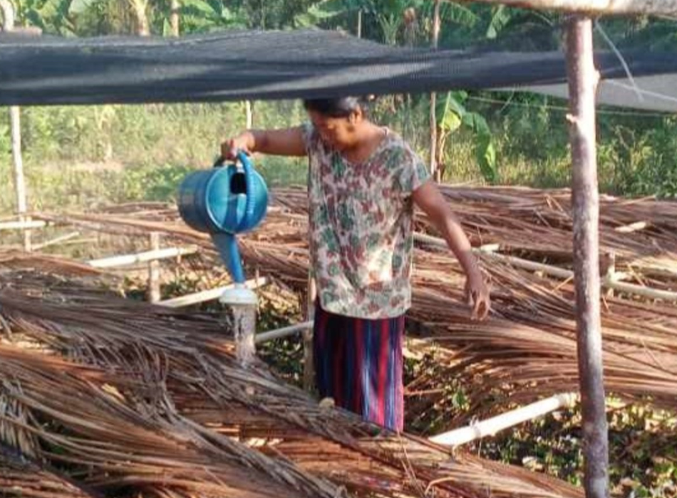 A woman tends to seeds and saplings in a Puerto Princesa tree restoration project in the Philippines.