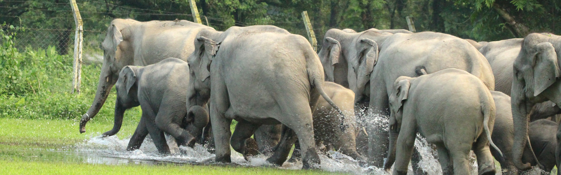 Elephant corridors: The busy trunk routes where locals take care