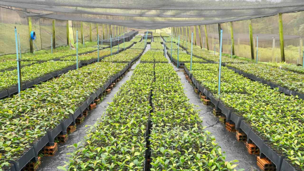 Lange rijen planten in een grote kas.