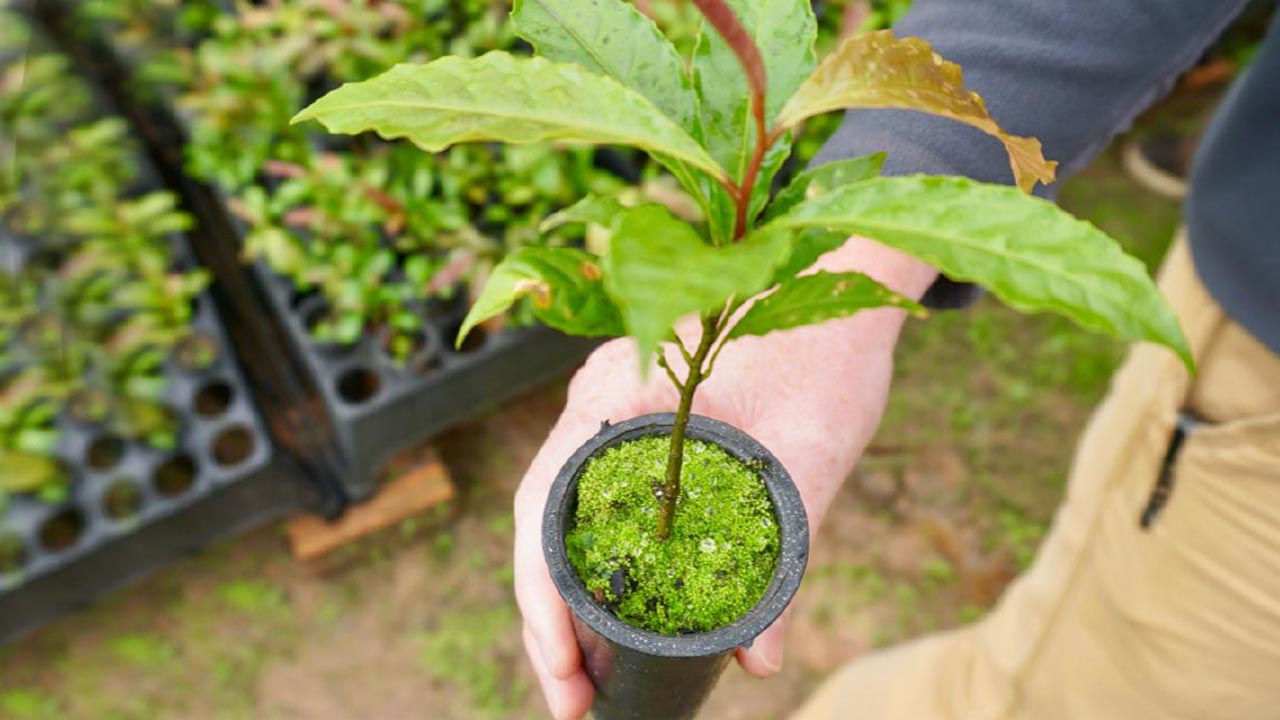 Een hand houdt een plantje omhoog in een zwarte bloempot