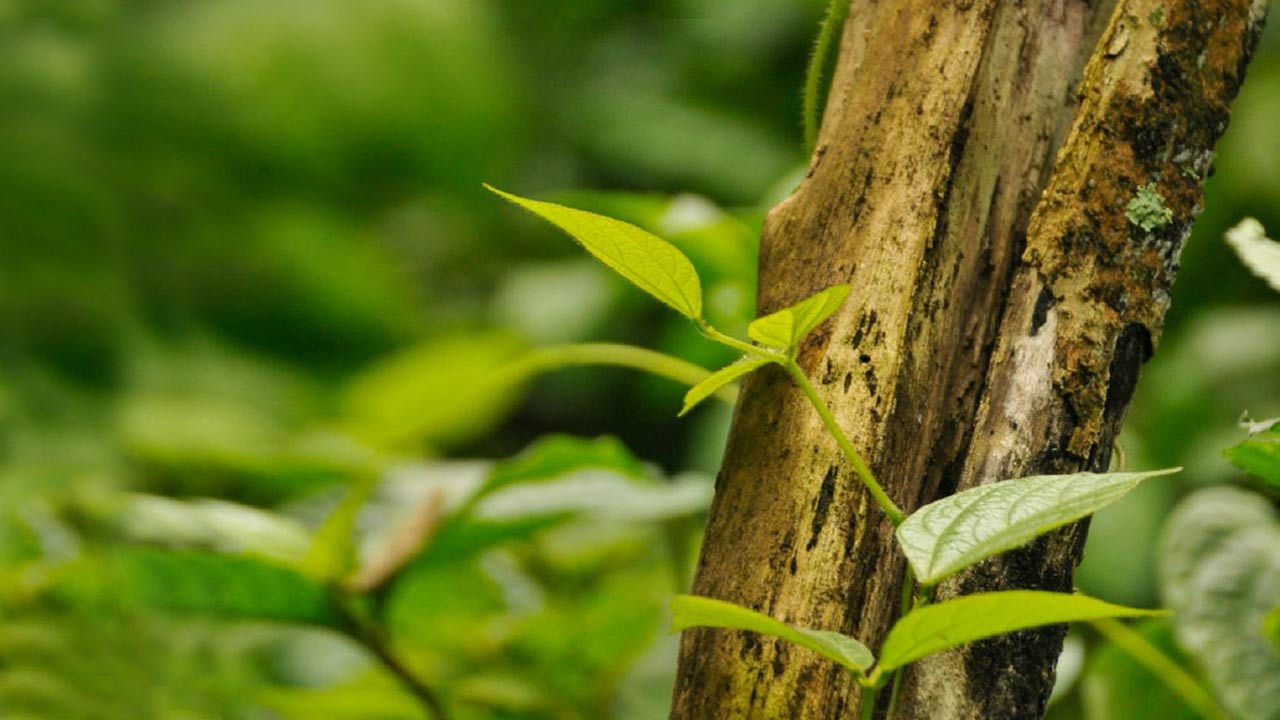 Een close-up van een boomtak en enkele groene bladeren