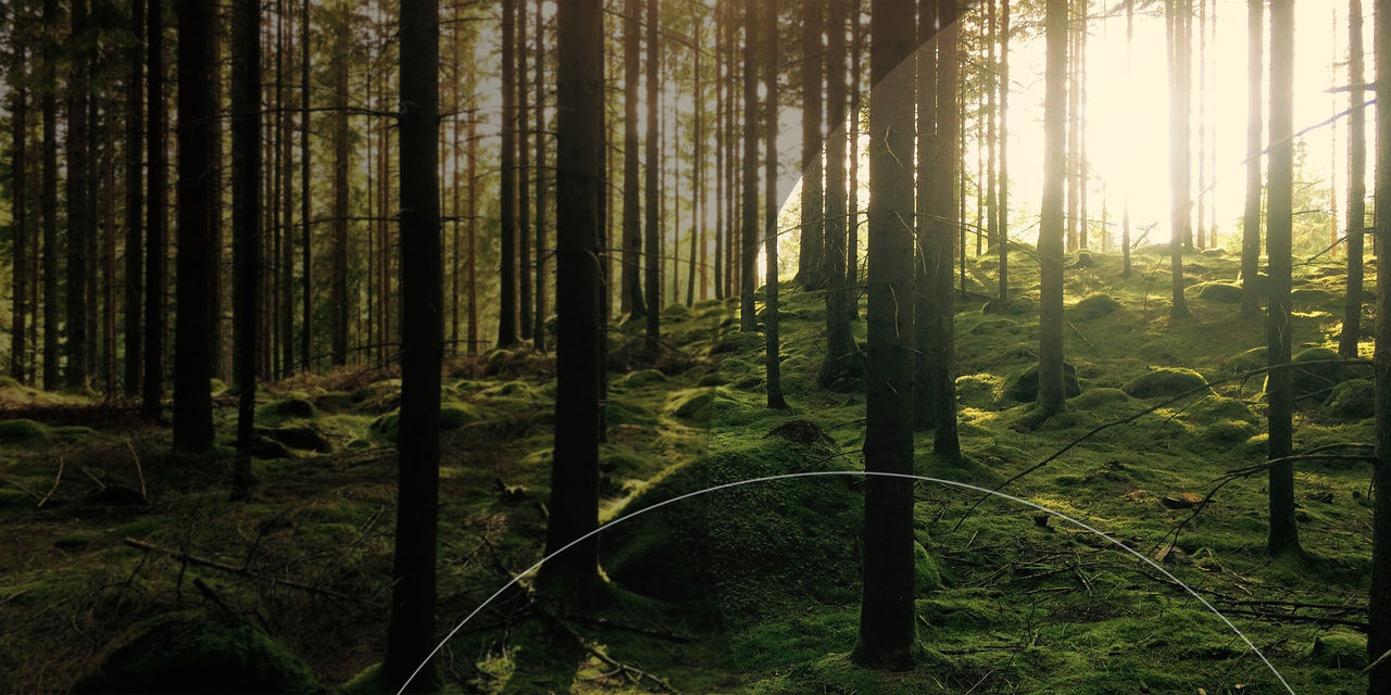 Trær i en tåkete skog.