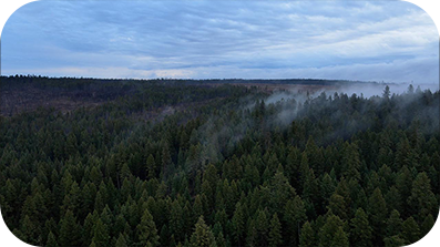 Vista aérea de un bosque brumoso.