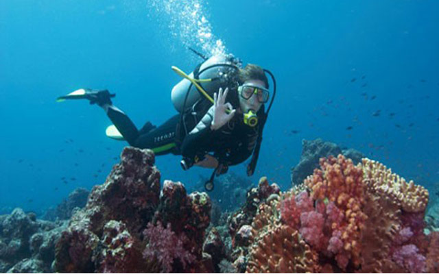 bahamas-divers