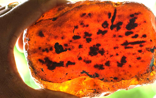 Museo Mundo del Ambar