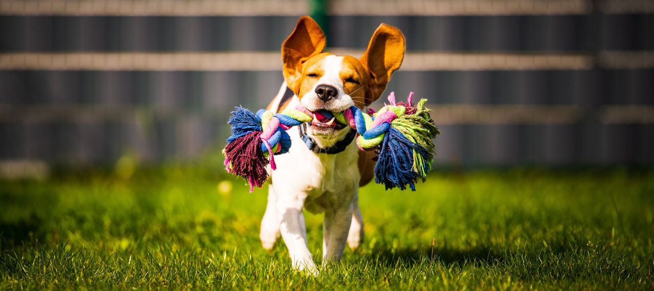 A dog with a colorful toy in his mouth runs on a green lawn. 